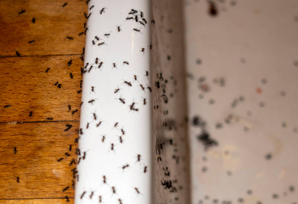 Professional Pest Control in Wakarusa, IN