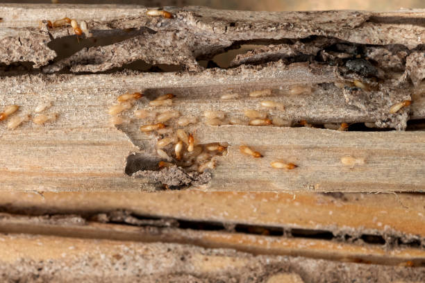 Best Commercial Pest Control Services  in Wakarusa, IN